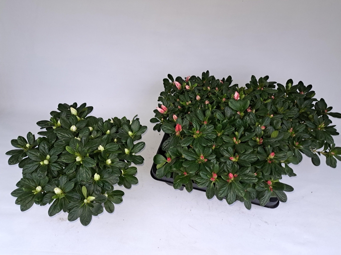 <h4>RHODO SI GEM</h4>