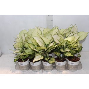 AGLAONEMA WHITE JOY P12