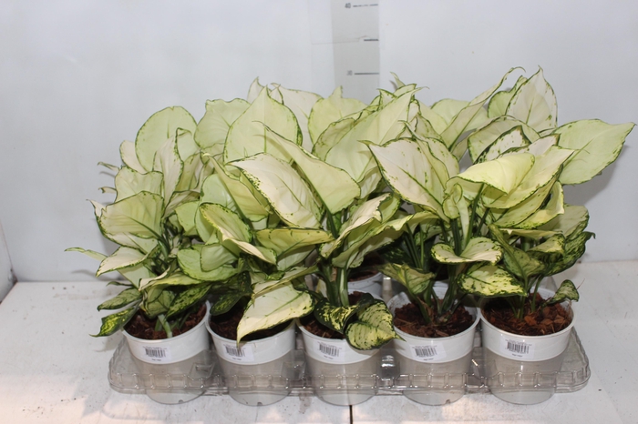 <h4>AGLAONEMA WHITE JOY P12</h4>