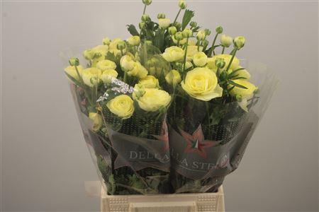 <h4>Ran N Moderna Limon</h4>