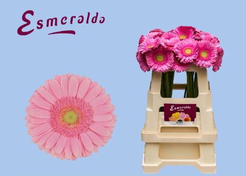 <h4>GE GR GLOSSY</h4>