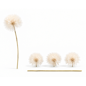Dried Bleached Dandelion XXXL