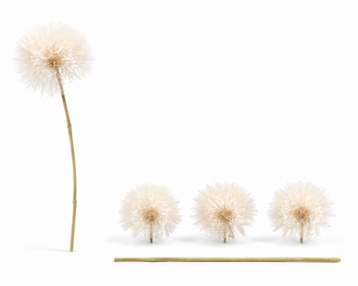 <h4>Dried Bleached Dandelion Regular</h4>