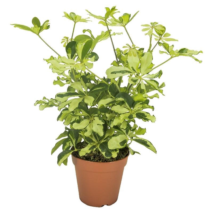 <h4>Schefflera Ar Charlotte vertakt wit-bont</h4>