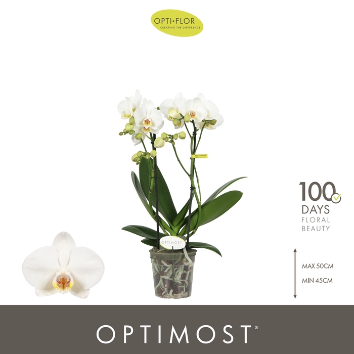 <h4>Optimost Helios 2 spike</h4>