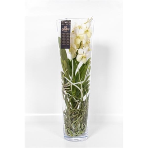 Vanda Lisanne White