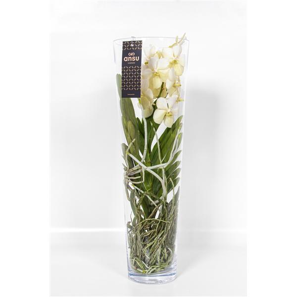 <h4>Vanda Lisanne White</h4>