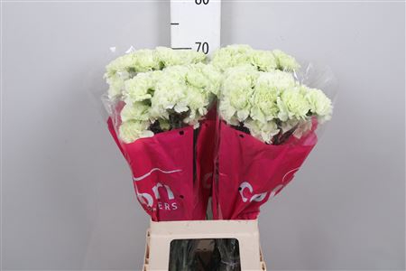 <h4>Di St Prado Mint</h4>