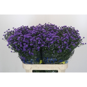 Aster Baby Parade