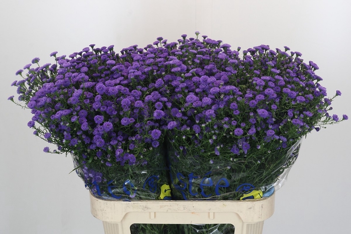 Aster Baby Parade