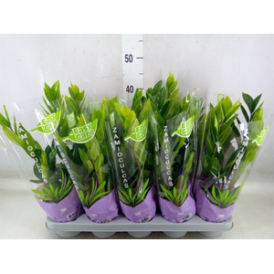 Zamioculcas zamiifolia