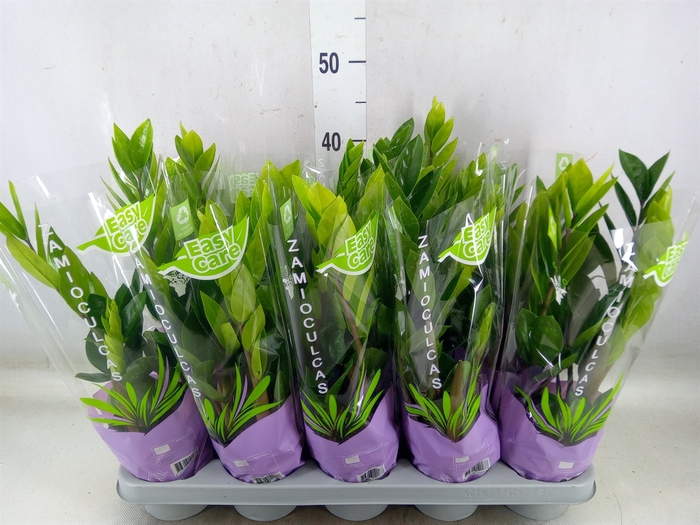 <h4>Zamioculcas zamiifolia</h4>
