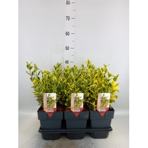 Euonymus japon. 'Ovatus Aureus'