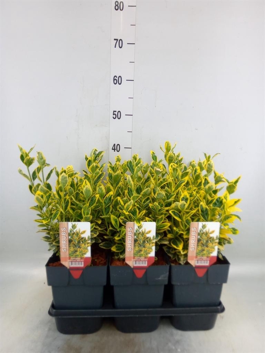 <h4>Euonymus japon. 'Ovatus Aureus'</h4>