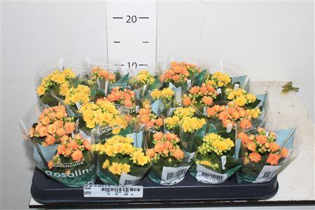 <h4>** Kal Ge Ro Gem 2 Kl * Spring Deal *</h4>