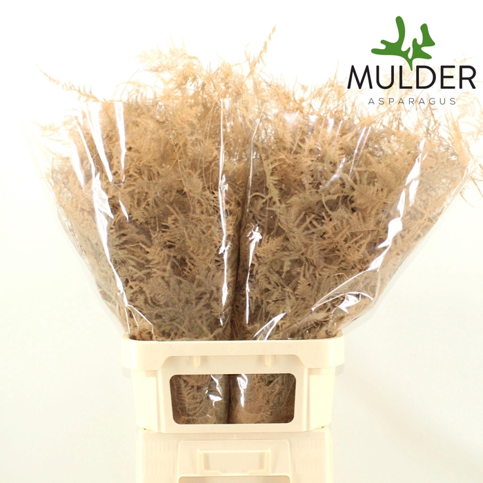 <h4>Asp Klb H% L. Getopt Salmon</h4>