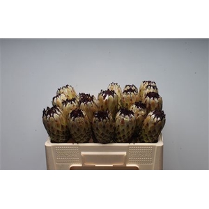 Protea Lady Pearl No Leaves
