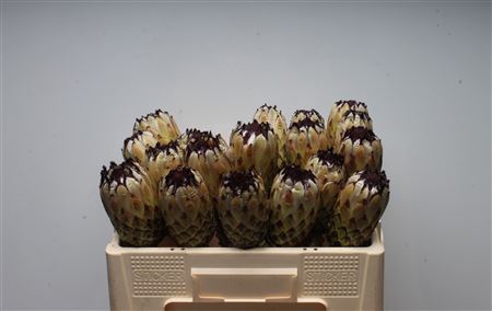 Protea Lady Pearl No Leaves
