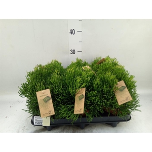 Rhipsalis   ...
