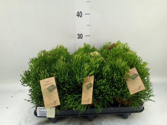 <h4>Rhipsalis   ...</h4>
