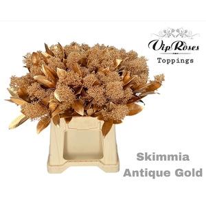 Skimmia Antique Gold