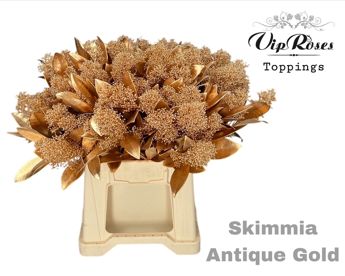<h4>Skimmia Antique Gold</h4>