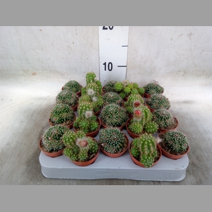 Cactus   ...flowering mix