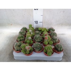 Cactus   ...flowering mix