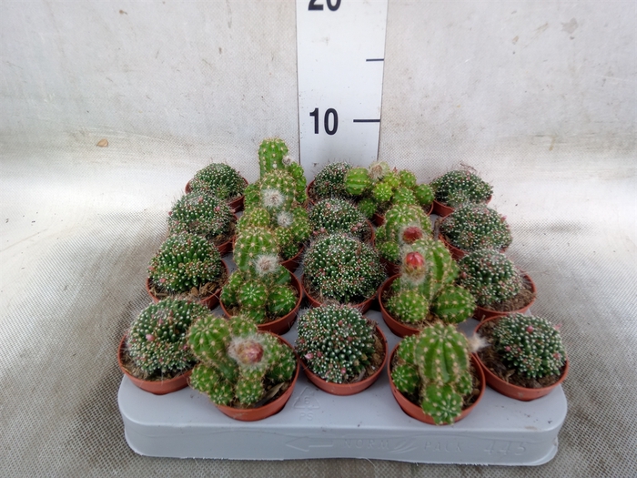 <h4>Cactus   ...flowering mix</h4>