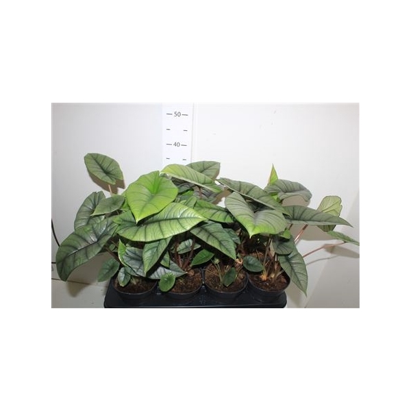 <h4>Alocasia Patinum New Srt!!!</h4>