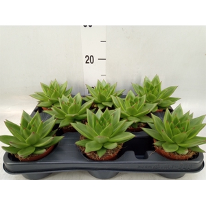 Echeveria agavoides 'Ebony'