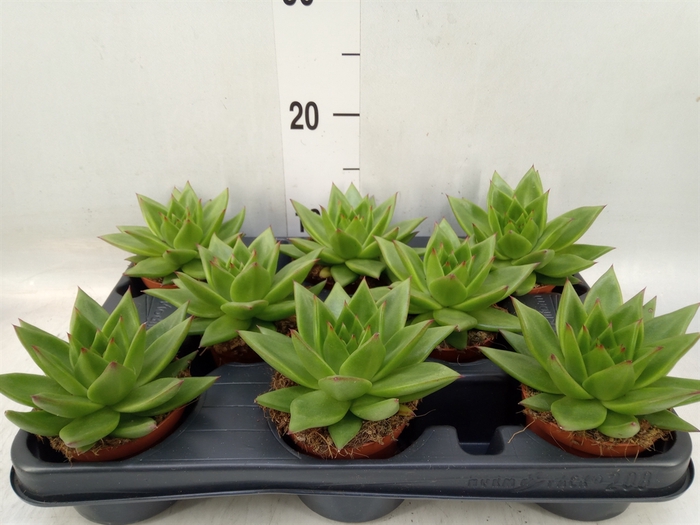 <h4>Echeveria agavoides 'Ebony'</h4>