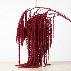 Dried Bleached Amaranthus Caudatus Wine Red