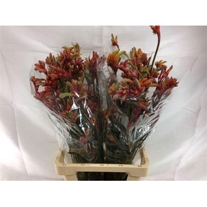 ANIGOZ RAMP ROY SLAV