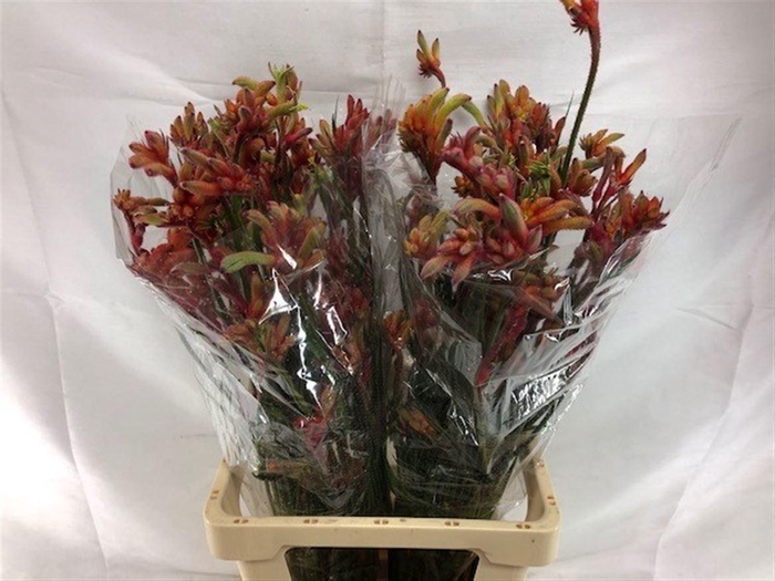 <h4>ANIGOZ RAMP ROY SLAV</h4>