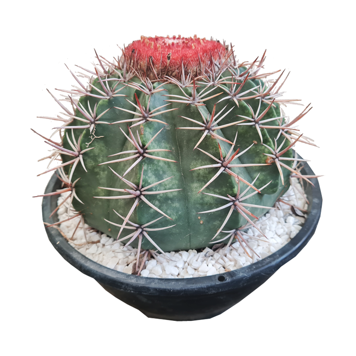 CACTUS COROA DE FRADE C21