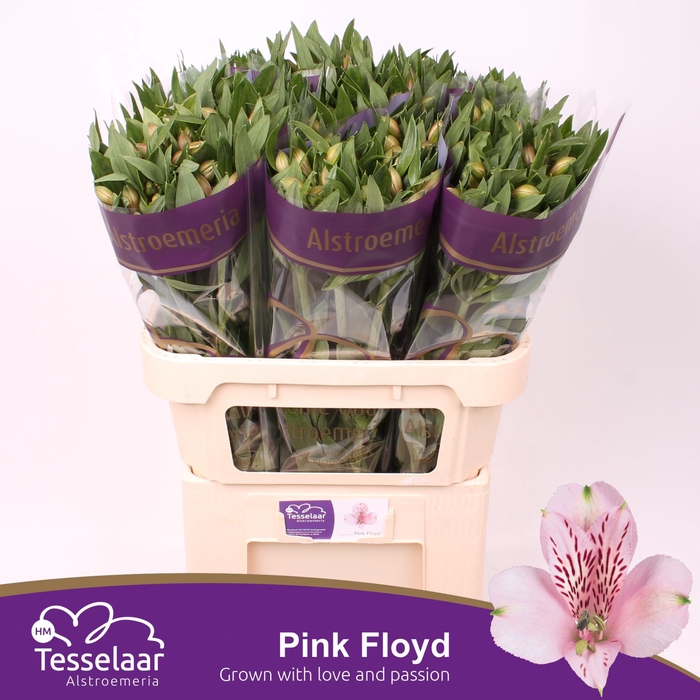 <h4>Alstroemeria Pink Floyd</h4>