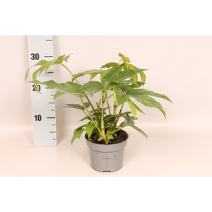 Fatsia japonica