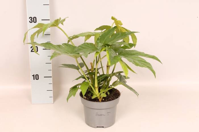 Fatsia japonica
