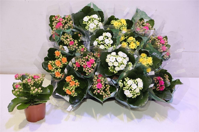 <h4>Kal Ge Ro Gem 5 Kl</h4>