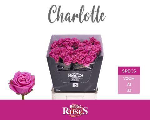 <h4>R GR CHARLOTTE</h4>