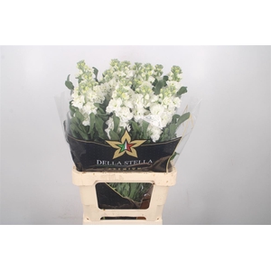 Matth Iron * Premium* White