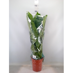 Spathiphyllum  'Sweet Lauretta'