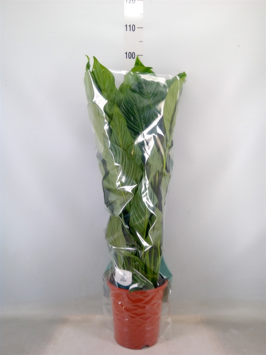 <h4>Spathiphyllum  'Sweet Lauretta'</h4>