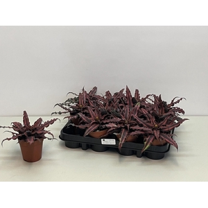 CRYPTAN BIV RED STAR