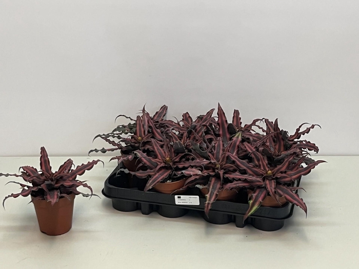<h4>CRYPTAN BIV RED STAR</h4>