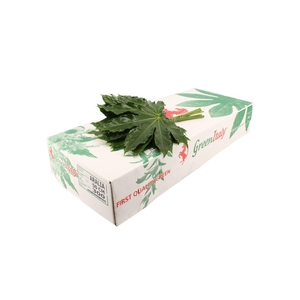 Aralia Italie Extra