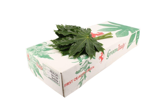 <h4>Aralia Italie Extra</h4>
