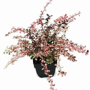 Berberis thunbergii Harlequin