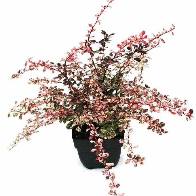 <h4>Berberis thunbergii Harlequin</h4>